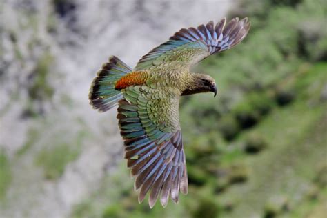 10 Facts About Kea Worlds Facts