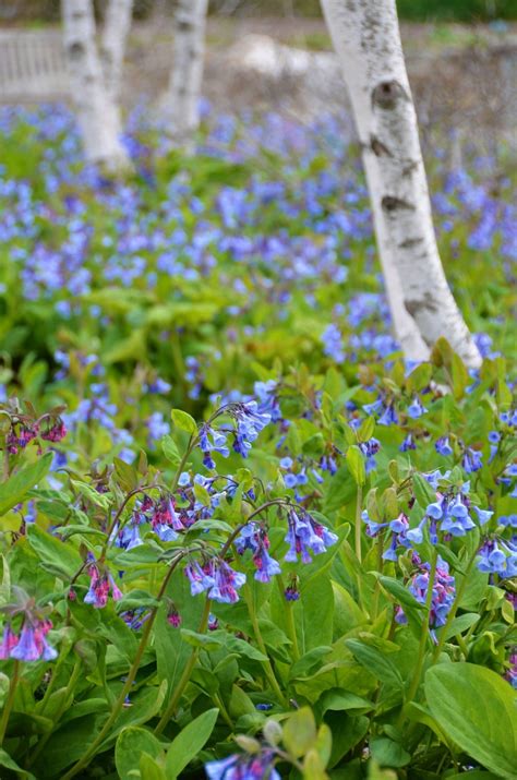 Beautiful And Resilient Native Plants Coastal Maine Botanical Gardens