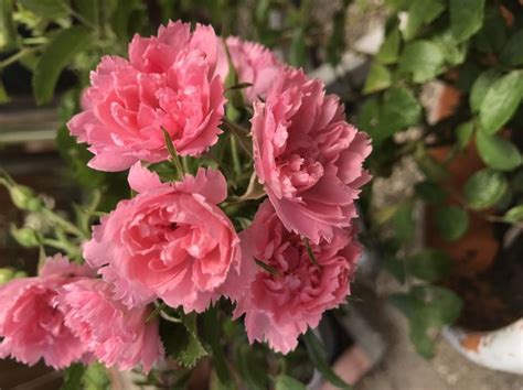 Rosa Rugosa Pink Grootendorst Lubera De