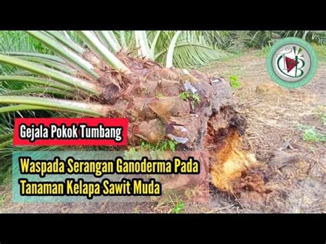 Waspada Serangan Ganoderma Pada Tanaman Kelapa Sawit Muda Youtube