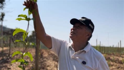 Coopercam Lan A Projeto Pioneiro Voltado A Fruticultura Revista Cultivar