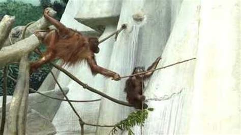 Orangutans and gorillas at Brookfield Zoo celebrate National Peanut ...