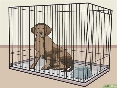 How to Stop Your Dog from Eating Your Plants: 2 Best Ways