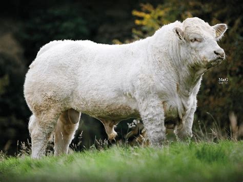 Charolais Bullbank Doolin Clare Ireland