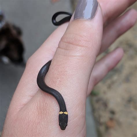 Ring-necked snake found in the midlands of South Carolina. : r/herpetology