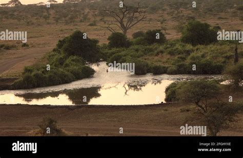 River bank plants Stock Videos & Footage - HD and 4K Video Clips - Alamy