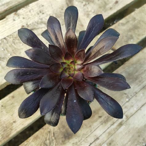 Aeonium Arboreum Black Rose Rare Succulent Plant Shown In 4inch Pot