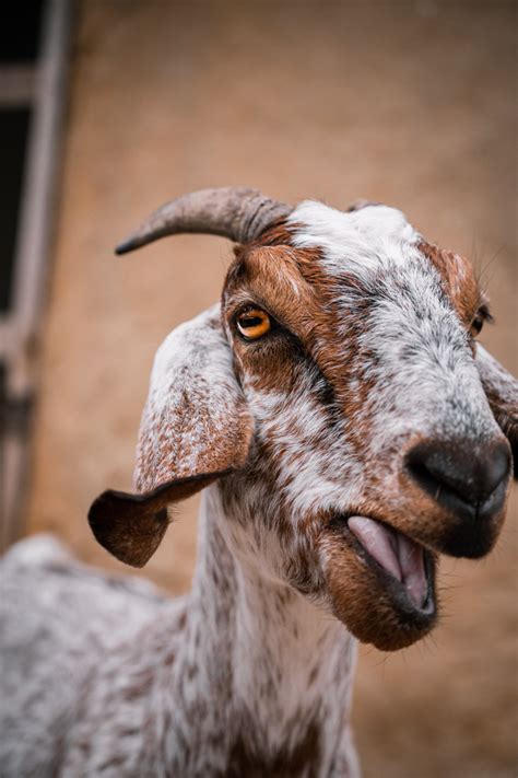 African Goat Zoochat