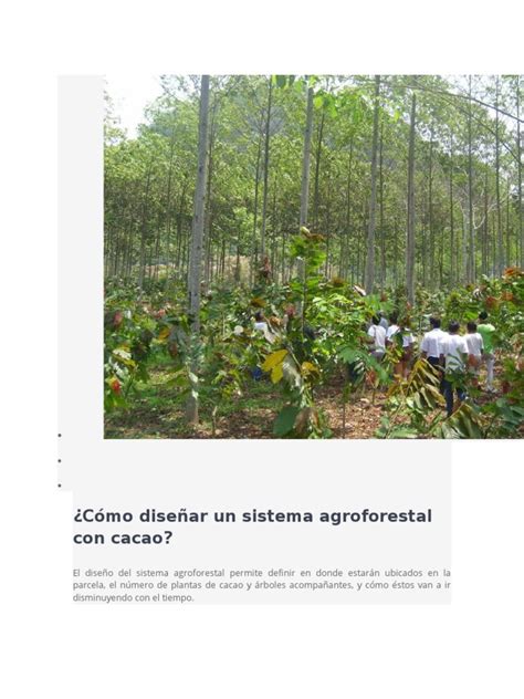 Cómo Diseñar Un Sistema Agroforestal Con Cacao Suelo Arboles