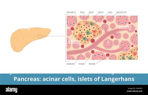 Islets of Langerhans. Pancreatic islets contain endocrine cells: alpha ...