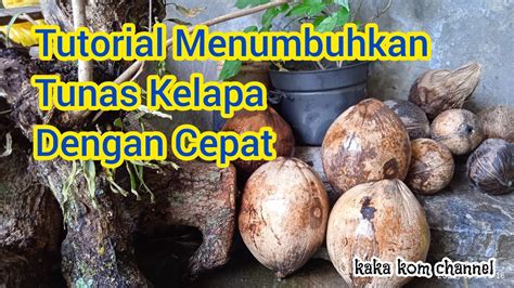 Cara Cepat Tumbuhkan Tunas Kelapa Youtube