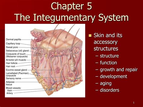 Integumentary System Major Organs