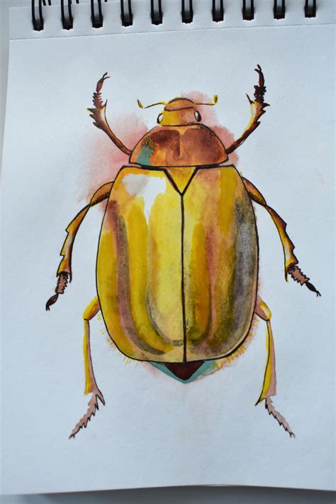 Käfer Zeichnung Käfer Zeichnung Aquarell Zeichnung Aquarell Etsy