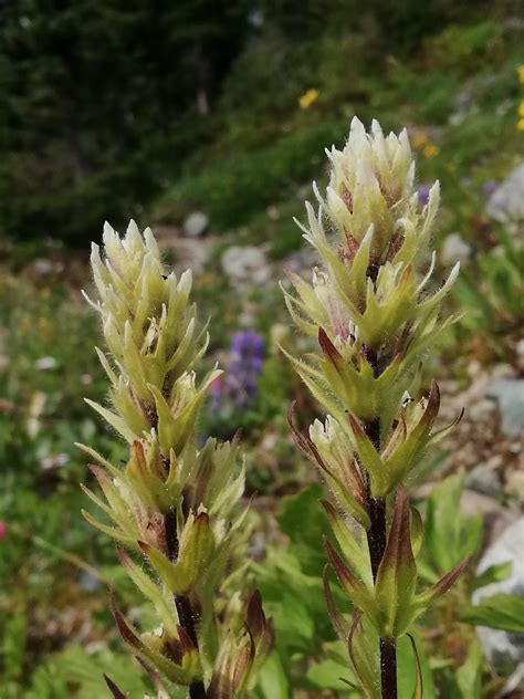 Russet Lake Mountain Indian Paintbrush Img2020082214255 Flickr