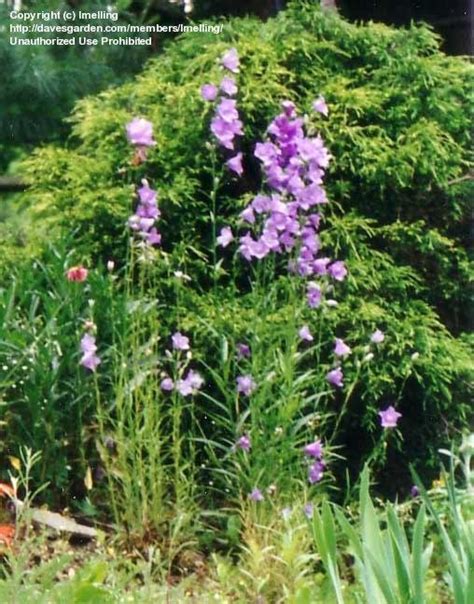 PlantFiles Pictures Campanula Species Harebell Peach Leaf Bellflower