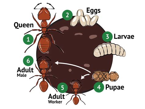 Ants – RBS Test Site