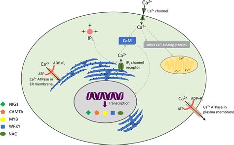 Frontiers Ca Calmodulin Complex Triggers Camta Transcriptional