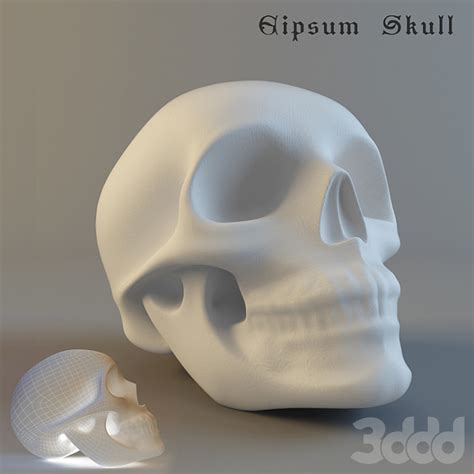 Гипсовый череп - Разное - 3D модель