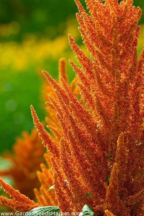 Blood amaranth "Bronze"; Lilla amarant, Rød amarant, Prinsens fjer ...