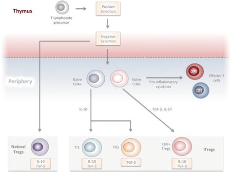 T Regulatory Cells In Systemic Lupus Erythematosus Current Knowledge