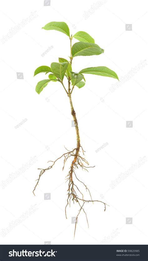 Tree Sapling Or Seedling With Visible Root Against A White Background