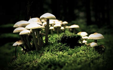 [200+] Mushroom Backgrounds | Wallpapers.com