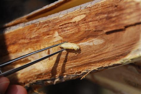 Emerald Ash Borer Larva 2 Be A Smart Ash