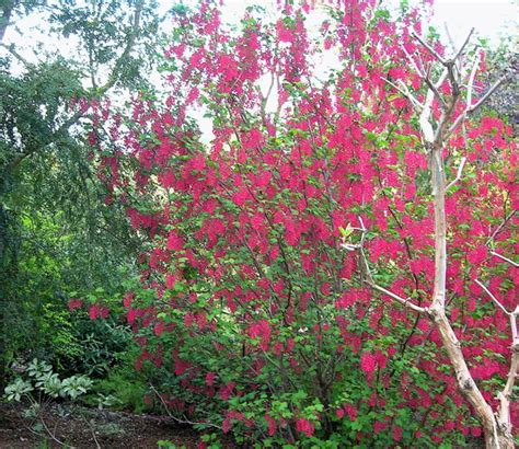 Red Flowering Currant Portland Monthly