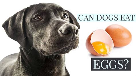 🔥tips And Complete Guide Can Dog Eat Eggs Raw Egg For Dogs Can Dogs