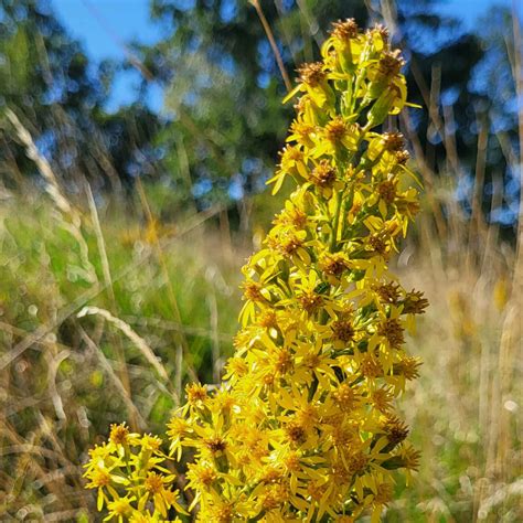 Echte Goldrute Solidago Virgaurea WildLand