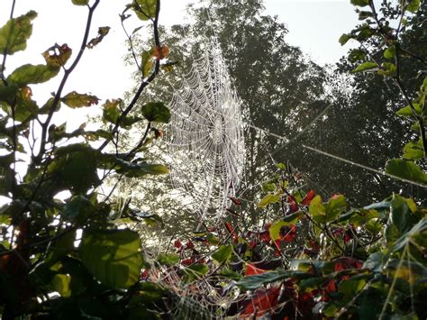 Telaraña Araña Naturaleza Foto gratis en Pixabay Pixabay