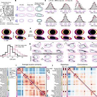 Integrated Intracellular Reorganization In Early Mitosis A Individual