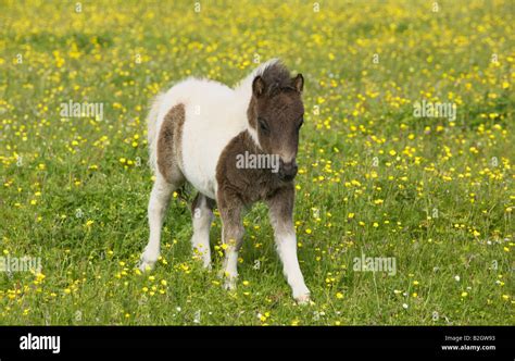 Shetland Pony Foal Unst Shetland Isles Scotland Uk Stock Photo Alamy