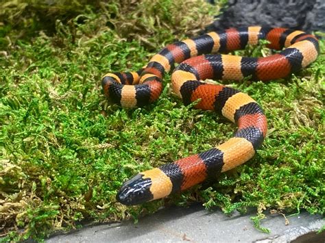 Apricot Pueblan Milk Snake By Predators Reptile Center Morphmarket