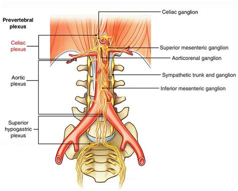 Celiac Plexus - Anatomy, Function, Clinical relations