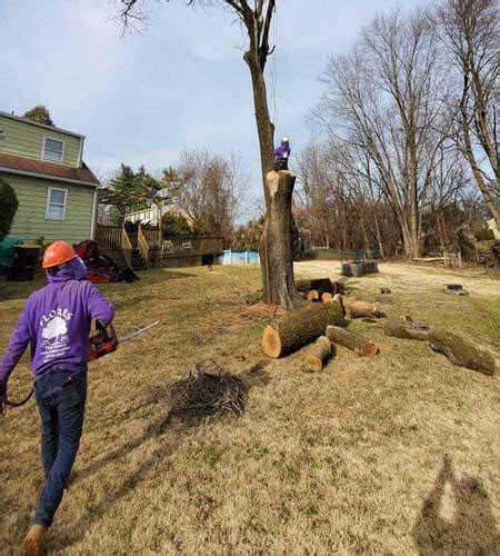 Gallery Bucks County Tree Service PA Tree Service Montgomery County