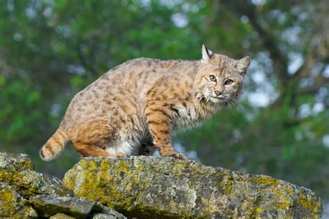 What Do Bobcats Look Like The Complete Guide Assorted Animals