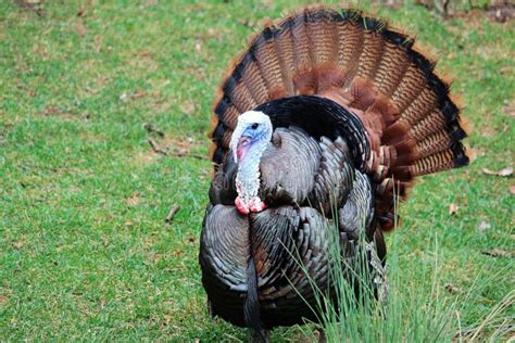 Male turkey stock photo. Image of blue, gobble, thanksgiving - 106935838