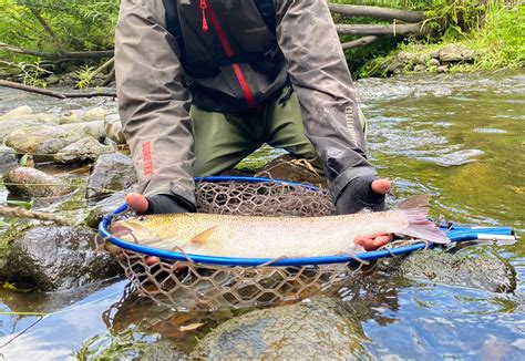 Jun0720 さんの 2022年08月13日のイトウの釣り・釣果情報北海道 北海道天塩郡豊富町近辺 アングラーズ 釣果300