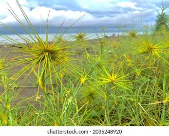 1,160 Spinifex grass Images, Stock Photos & Vectors | Shutterstock