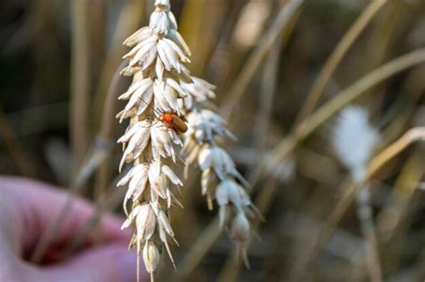 Premium Photo Wheat Field Ears Of Golden Wheat Close Up