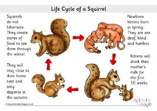 Squirrel Worksheets