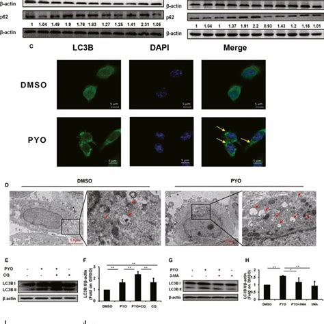 Pyocyanin Induces Autophagy In Macrophages A Western Blot Showing