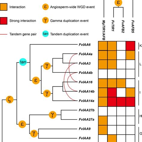 Synteny Network Clusters Of The TIR1 AFB And AUX IAA Gene Families From