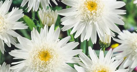 Leucanthemum X Superbum Wirral Supreme Pflanze Pflege Tipps Floragard