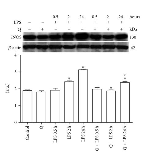 Effect Of Q On Inos Expression In Lps Stimulated H9c2 Cells Cells Were