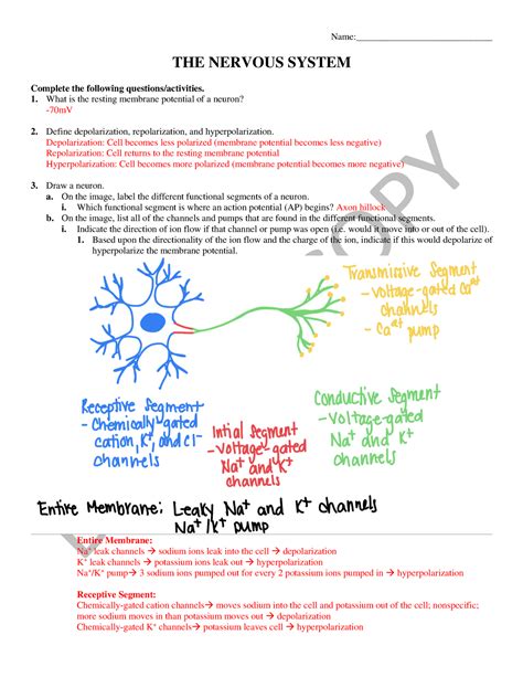 Lab 4 Name THE NERVOUS SYSTEM