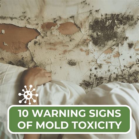 10 Warning Signs Of Mold Toxicity Off Grid Destinations