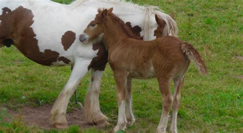 70 Clydesdale Mare And Colt Horse Stock Photos Pictures And Royalty