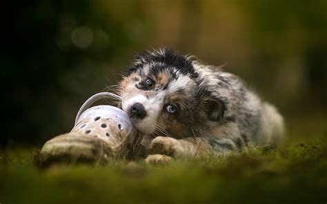 3840x2160px 4k Free Download Aussie Forest Bokeh Puppy